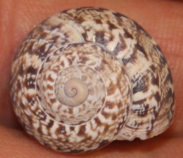 Helicidae da identificare